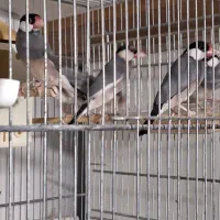 سه جفت فنج نرگسی|پرنده|سمنان, |دیوار