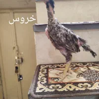 جوجه لاری اوشامو و افغان  مرغ لاری خروس لاری|حیوانات مزرعه|کرمانشاه, |دیوار