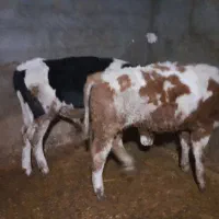 گوساله سیمینتال نر|حیوانات مزرعه|کرمانشاه, |دیوار