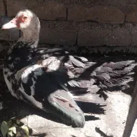 سه عدد اردک خارجی