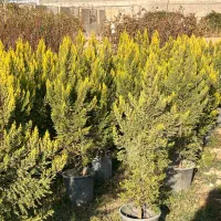 گل و گیاه نهال|خدمات باغبانی و درختکاری|شاهدشهر, |دیوار