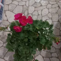 گلستان همیشه بهار، منتظر حضور سبزتان هستیم