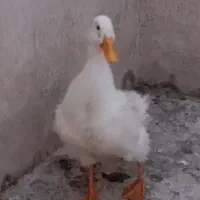 اردک ۶ ماهه