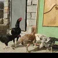 مرغ لاری|حیوانات مزرعه|قصابه, |دیوار