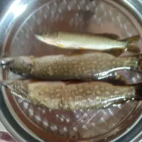 ماهی اسلف برای طعمه چکاب سوف قزل