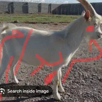 بزغاله نر سانن