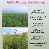 فروش بذر کاملینا به جای خاکشیر