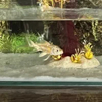 دو عدد ماهی یک عدد کالر ویدو و یک عدد کوی سالم