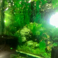 بچه ماهی گوپی|ماهی|تبریز, |دیوار