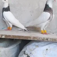 کفتر