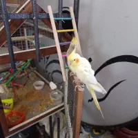 عروس هلندی دو جفت ۴۲۰۰|پرنده|نهبندان, |دیوار