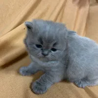 بچه گربه های اصیل ، نژاد خاصی از پرشین|گربه|لاهیجان, شیخ زاهد|دیوار