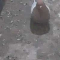 کفتر|پرنده|مه ولات, |دیوار