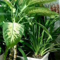 گل طبیعی خانگی|گل و گیاه طبیعی|کرمانشاه, |دیوار