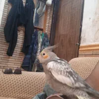 عروس هلندی یافت دستی