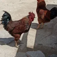 خروس محلی