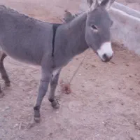 الاغ|حیوانات مزرعه|تربت جام, میان جام|دیوار