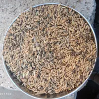 گندم برای کفتر و مرغ