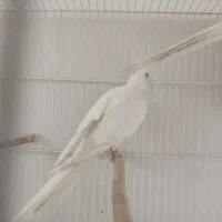 جفت عروس هلندی آلبینو