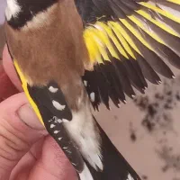 سهره نر|پرنده|مبارکه, |دیوار