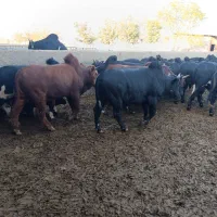 گوساله چاق سوپر