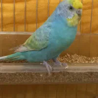 مرغ عشق رینبو