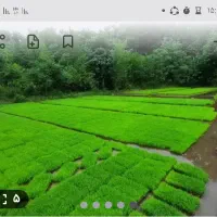 بانک توم هاشمی و علی کاظمی