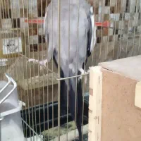 عروس هلندی سخنگو مولد با جوجه قناری نر بخون|پرنده|تهران, جوادیه|دیوار