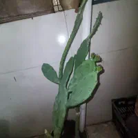 کاکتوس آپونتیا