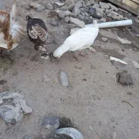 بوقلمون جوان