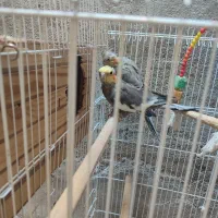 عروس هلندی