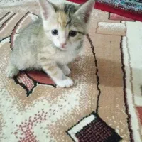 واگذاری رایگان بچه گربه