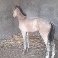 کره خدیورقه