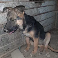 واگذاری  سگ ژرمن ماده ۳ ماهه