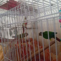 طوطی گرنچیک ۳عدد۲ساله بهمراه قفس بزرگ