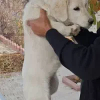 سگ پاکوتاه با نژاد اصل|سگ|ارومیه, |دیوار