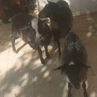 بره رومانف