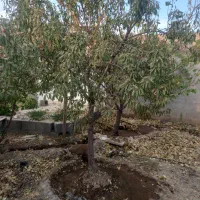 درخت چند ساله...|حراج|شهرضا, |دیوار