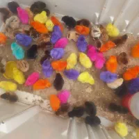 جوجه محلی و رنگی در نی‌ریز