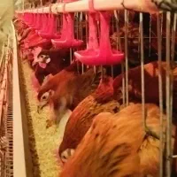 مرغ گلپایگان درحال تخمگذاری