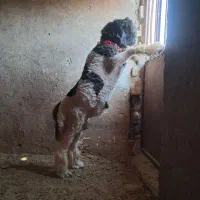 ۱راس بره نر تخمی روزگاری