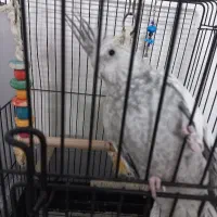 عروس هلندی ماده|پرنده|تهران, پرستار|دیوار