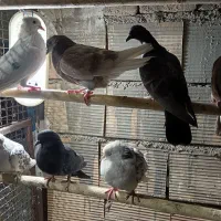 کبوتر گرفتنی عالی|پرنده|شریفآباد, |دیوار