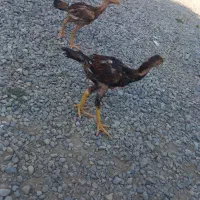 جوجه لاری