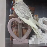 ۴ عدد عروس هلندی
