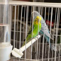 مرغ عشق سالم و جوان|پرنده|مشهد, شفا|دیوار