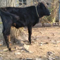 ورزا کوله سیاه دوتا چالوسی ومیزان|حیوانات مزرعه|رشت, حومه رشت|دیوار