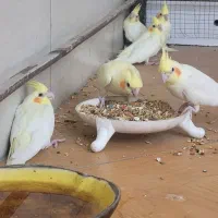 عروس هلندی