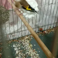 سهره ماده ۳ ساله|پرنده|رباط‌کریم, نصیرشهر|دیوار