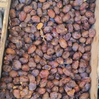 خرمای گنطار|خوردنی و آشامیدنی|اهواز, کارون|دیوار
